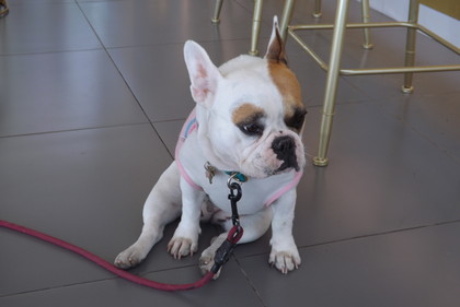 パグ犬